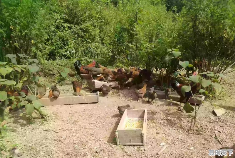 15省份猪肉价格下跌，最低16.8元一斤，目前各地涨跌行情如何 - 真时天下