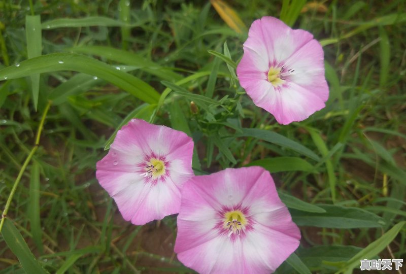 你读过哪些杀气腾腾的诗词 - 真时天下