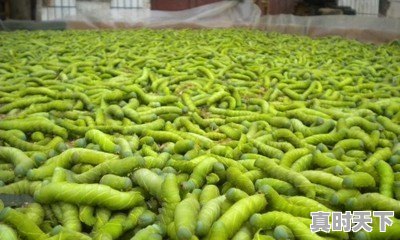 豆青虫上百元一公斤,是用来干嘛的 - 真时天下