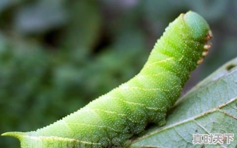 豆青虫上百元一公斤,是用来干嘛的 - 真时天下