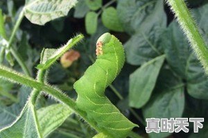 豆青虫上百元一公斤,是用来干嘛的 - 真时天下