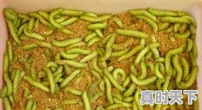豆青虫上百元一公斤,是用来干嘛的 - 真时天下