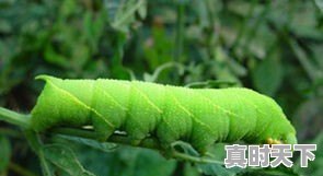 豆青虫上百元一公斤,是用来干嘛的 - 真时天下