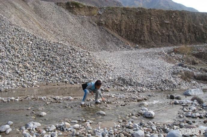 豆青虫上百元一公斤,是用来干嘛的 - 真时天下