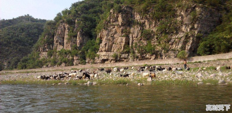 豆青虫上百元一公斤,是用来干嘛的 - 真时天下