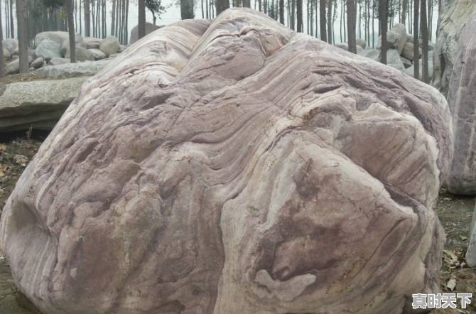 豆青虫上百元一公斤,是用来干嘛的 - 真时天下