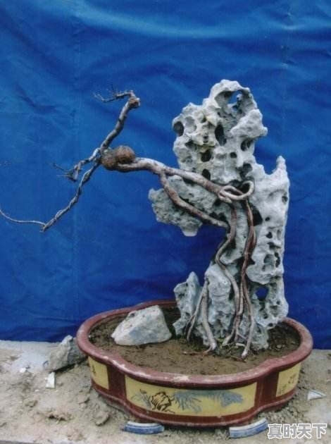 豆青虫上百元一公斤,是用来干嘛的 - 真时天下