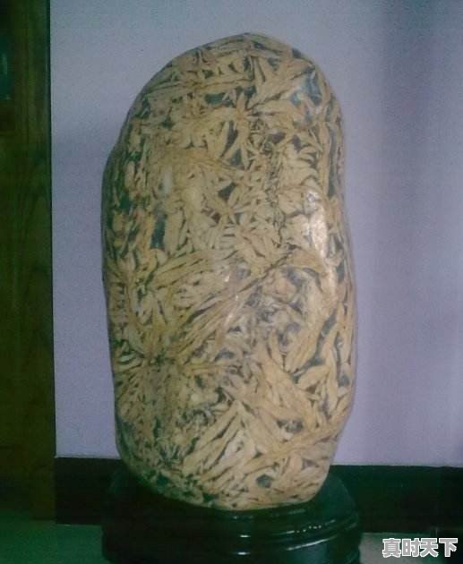 豆青虫上百元一公斤,是用来干嘛的 - 真时天下