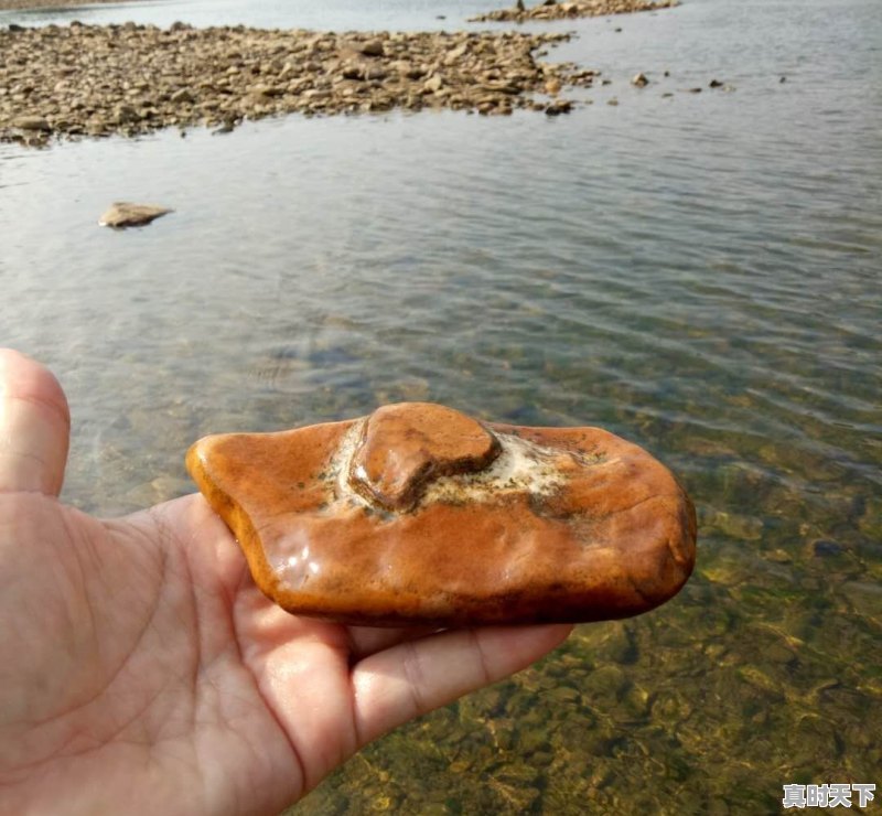 豆青虫上百元一公斤,是用来干嘛的 - 真时天下