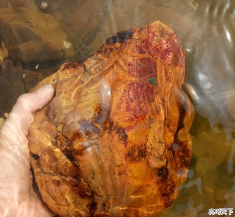 豆青虫上百元一公斤,是用来干嘛的 - 真时天下