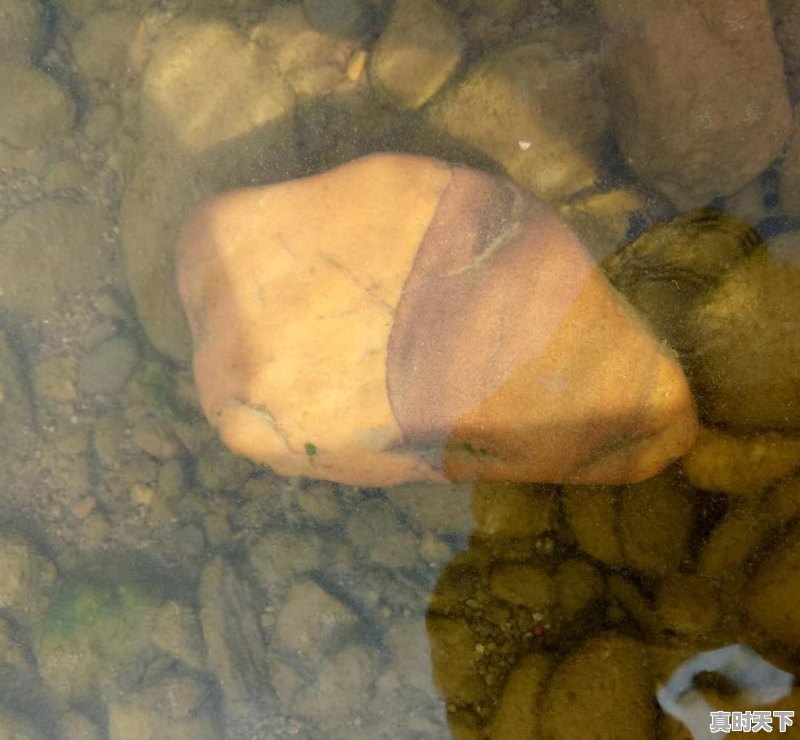 豆青虫上百元一公斤,是用来干嘛的 - 真时天下