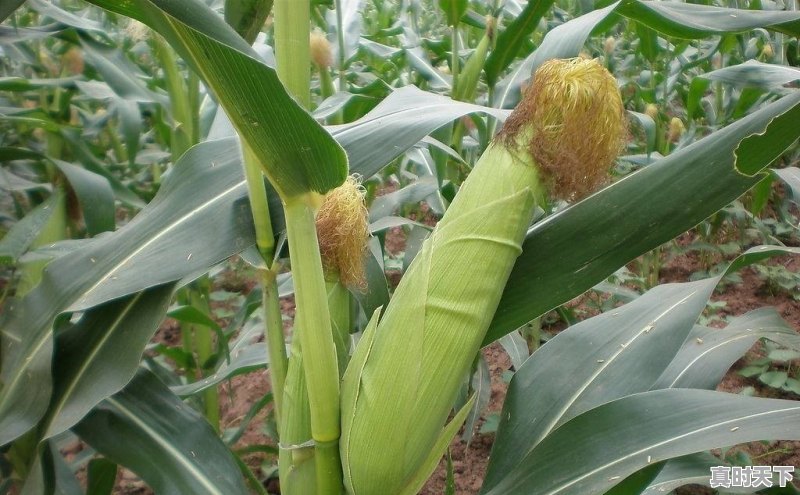 西安玉米最新价格今日行情 - 真时天下