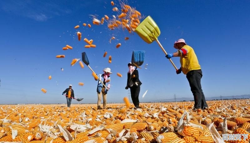 西安玉米最新价格今日行情 - 真时天下