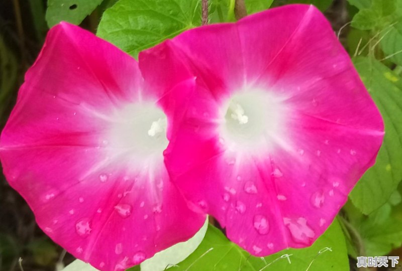 43.7℃!Ⅳ级应急响应!还要热多久 - 真时天下