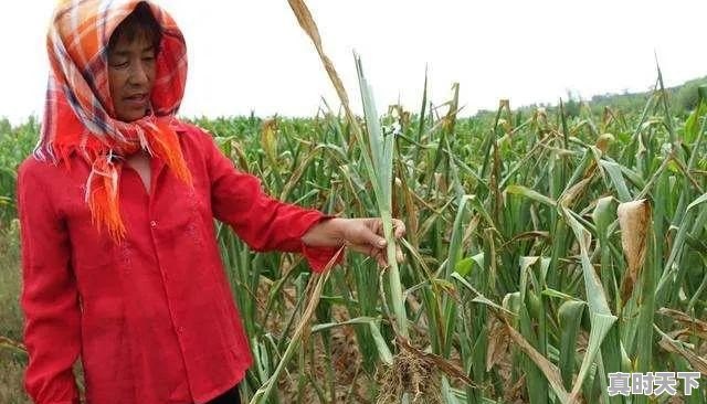 43.7℃!Ⅳ级应急响应!还要热多久 - 真时天下