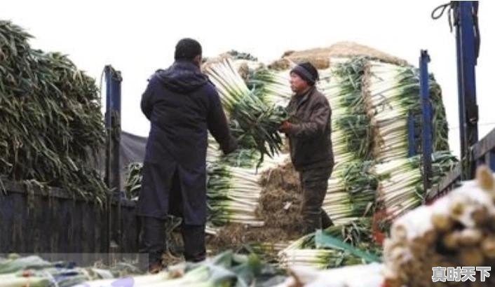 新野钢葱今日最新价格 - 真时天下