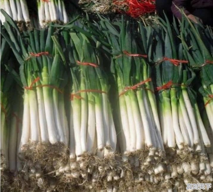 新野钢葱今日最新价格 - 真时天下