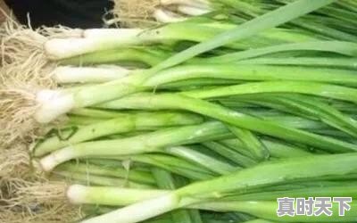 新野钢葱今日最新价格 - 真时天下