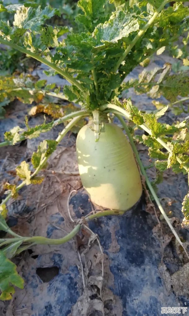 种过西瓜的土地适合种植其他农作物吗 - 真时天下