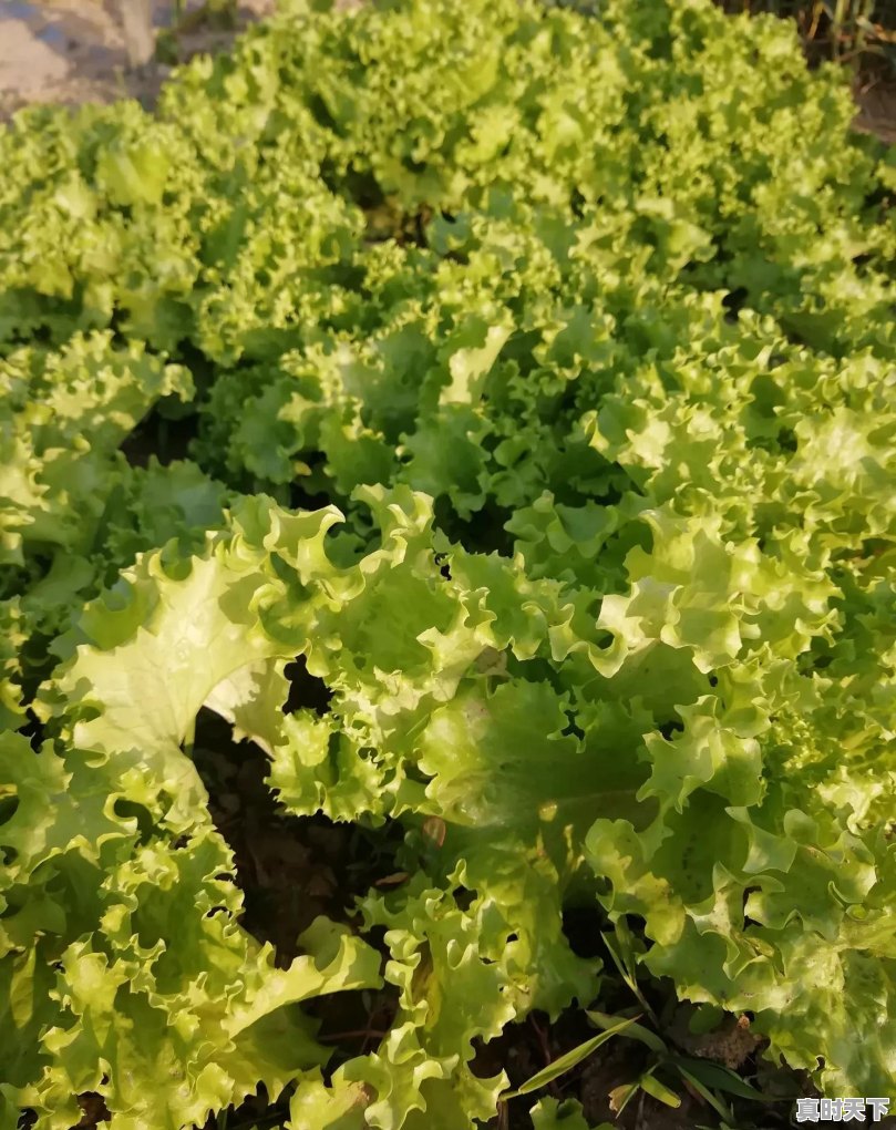 种过西瓜的土地适合种植其他农作物吗 - 真时天下