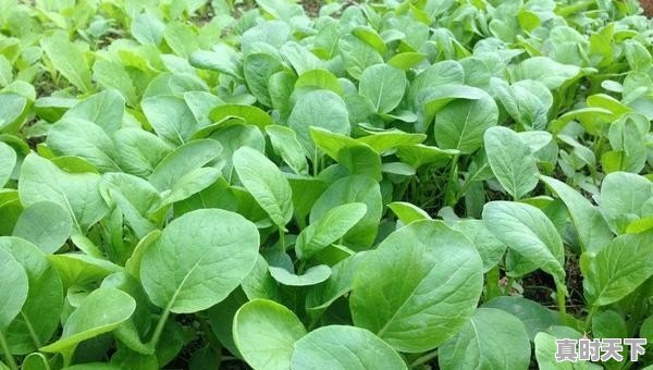 种过西瓜的土地适合种植其他农作物吗 - 真时天下