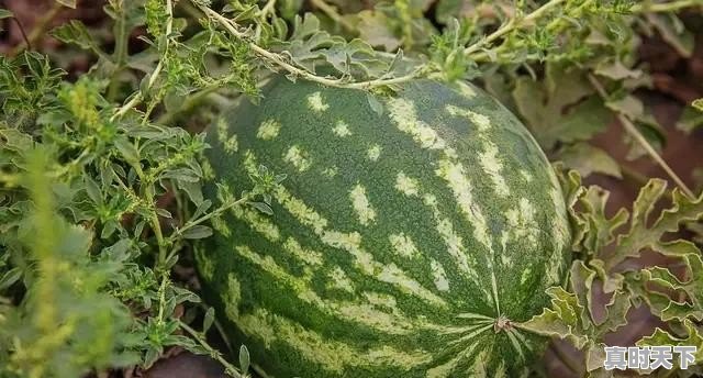 种过西瓜的土地适合种植其他农作物吗 - 真时天下
