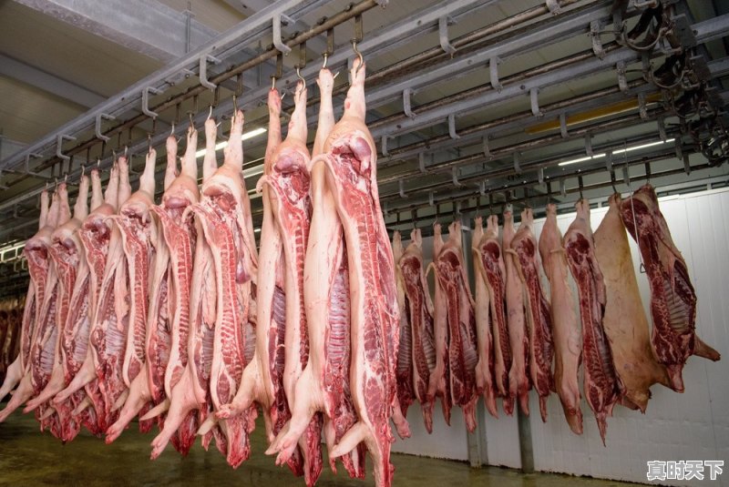 今日猪价涨了么 - 真时天下