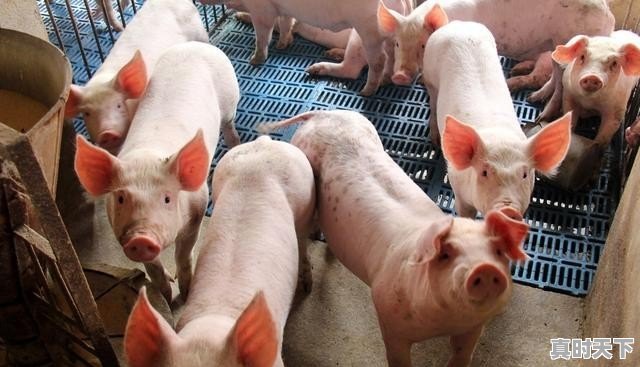 今日猪价涨了么 - 真时天下