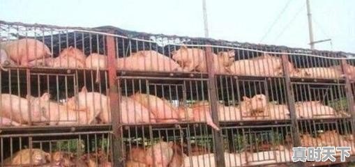 今日猪价涨了么 - 真时天下