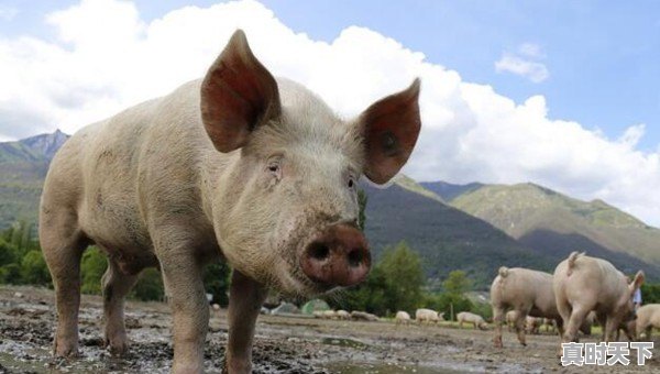 广东省生猪价格在最近2个月一直领先全国,已经达到11.2元一斤,为什么能领先呢 - 真时天下