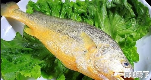 五斤多的野生大黄鱼,价值3-4万元,该怎么处理 - 真时天下