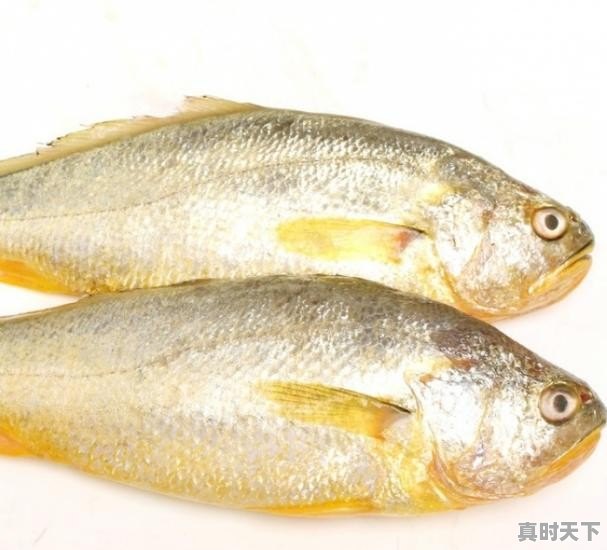 五斤多的野生大黄鱼,价值3-4万元,该怎么处理 - 真时天下