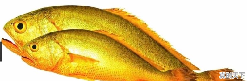 五斤多的野生大黄鱼,价值3-4万元,该怎么处理 - 真时天下