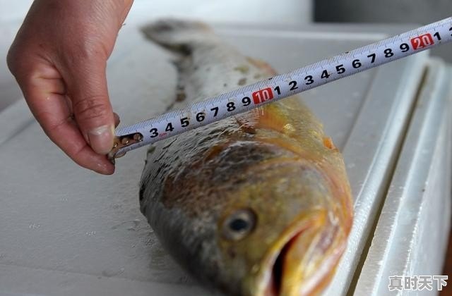 五斤多的野生大黄鱼,价值3-4万元,该怎么处理 - 真时天下