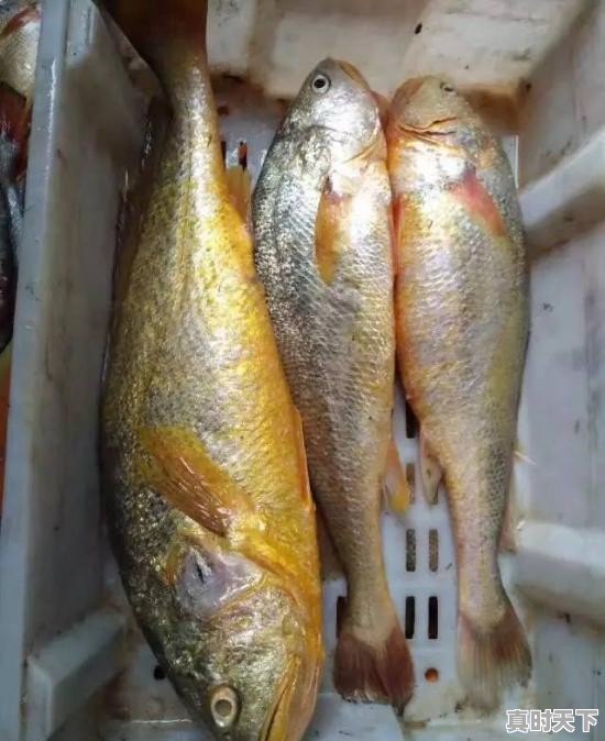 五斤多的野生大黄鱼,价值3-4万元,该怎么处理 - 真时天下