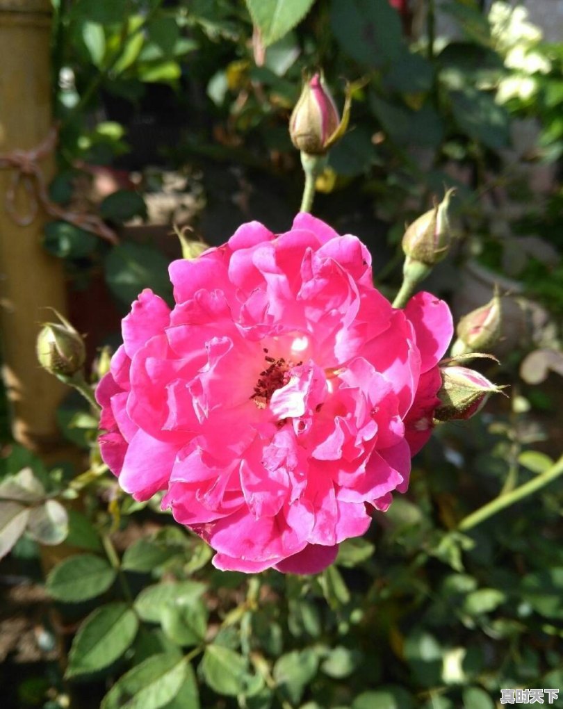 五斤多的野生大黄鱼,价值3-4万元,该怎么处理 - 真时天下