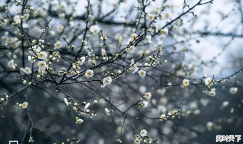 武汉已经快40度了,那么问题来了,湖北哪里避暑最好 - 真时天下