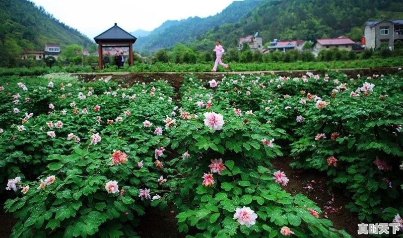 武汉已经快40度了,那么问题来了,湖北哪里避暑最好 - 真时天下