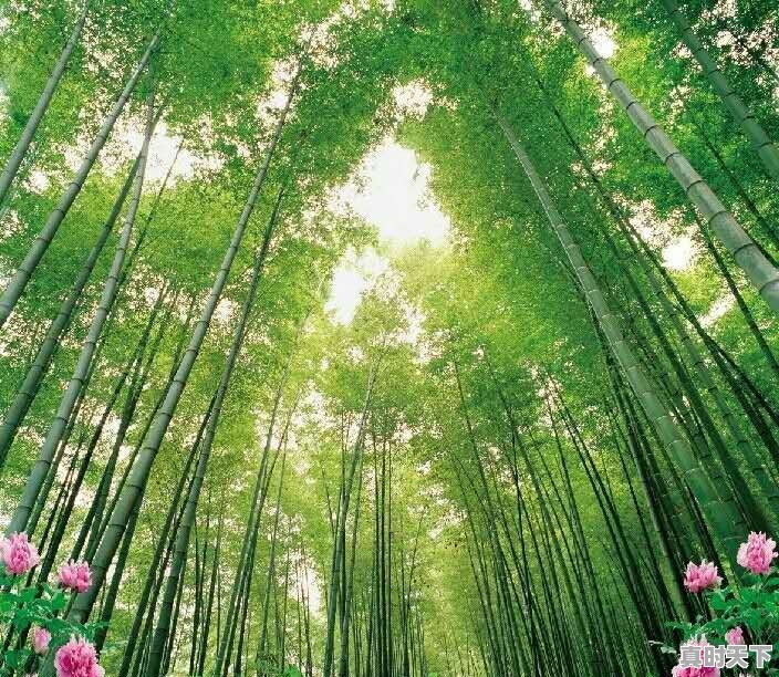 武汉已经快40度了,那么问题来了,湖北哪里避暑最好 - 真时天下