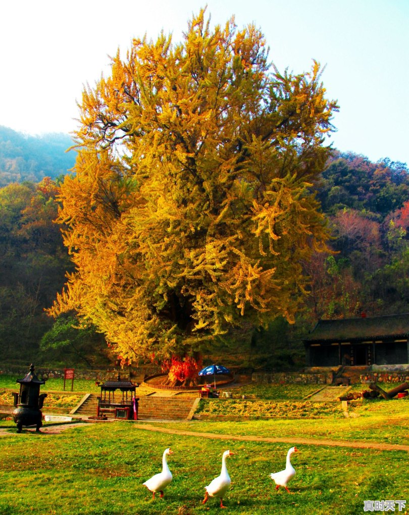 武汉已经快40度了,那么问题来了,湖北哪里避暑最好 - 真时天下
