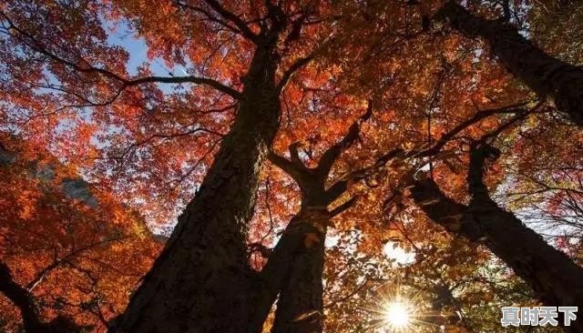 武汉已经快40度了,那么问题来了,湖北哪里避暑最好 - 真时天下