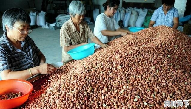 近期各地花生价格如何?还有希望上涨吗 - 真时天下