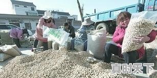近期各地花生价格如何?还有希望上涨吗 - 真时天下