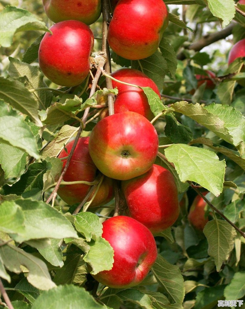 有没有那种既沙雕又搞怪的朋友圈文案 - 真时天下