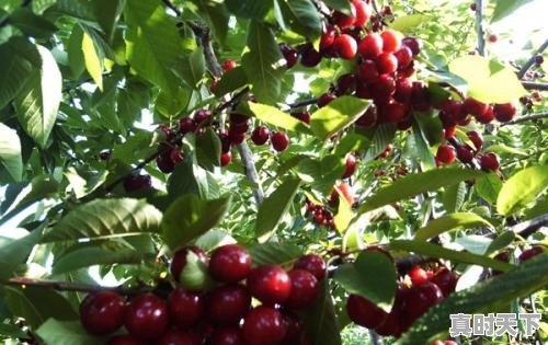 有没有那种既沙雕又搞怪的朋友圈文案 - 真时天下