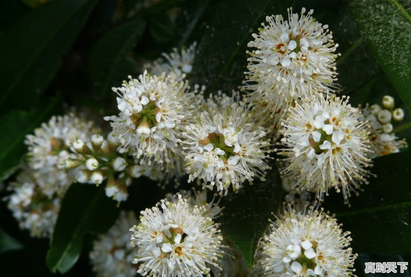 乌龙茶的种植需要什么条件 - 真时天下