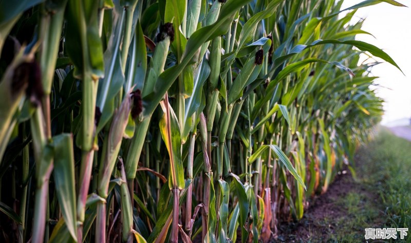 黑龙江地区近期玉米价格还在下跌,种植户该何去何从 - 真时天下