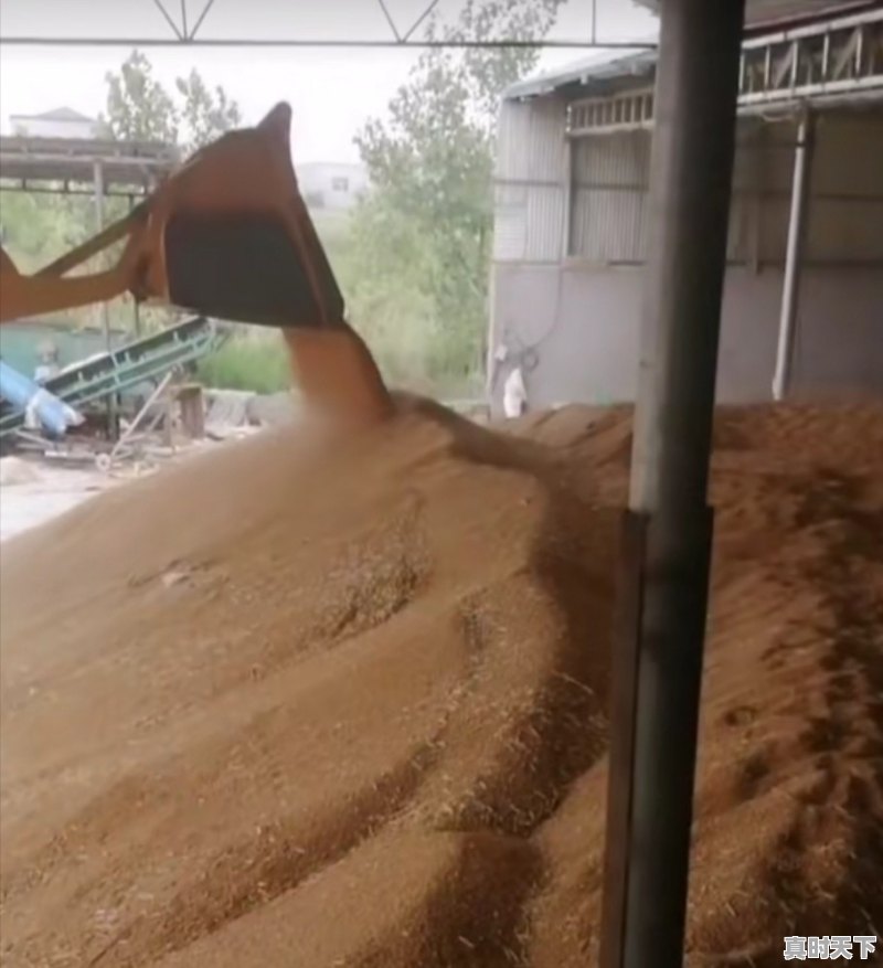 今日小麦价格涨的原因 - 真时天下