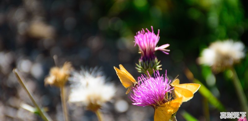 今日花园最新麦冬价格走势 - 真时天下