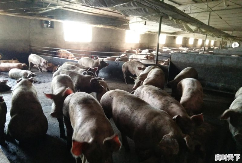 在成长的过程中，留下了你的哪些回忆 - 真时天下